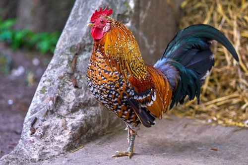Mengenal Ayam Kukuak Balenggek, Ayam Bersuara Merdu dari Sumbar