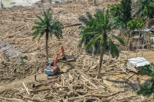 Apa Itu Hutan Lindung? Mengenal Fungsinya Lewat Kasus Aceh Tamiang
