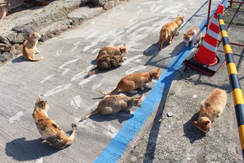 Pulau Kucing Jepang, Destinasi Wisata Pilihan untuk Pencinta Fauna