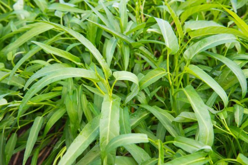 Kangkung, kangkung, cara menanam kangkung, tanaman kangkung, tanam kangkung pakai potongan tanaman, tanam kangkung tanpa tanah, 2 Cara Menanam Kangkung dari Sisa Potongan Dapur, Mudah Tanpa Pakai Tanah