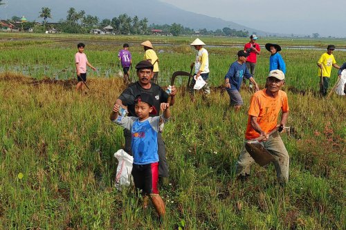 gropyokan, petani, hama tikus, Petani Bantul Usir Hama Tikus dengan Gropyokan, Apa Itu?