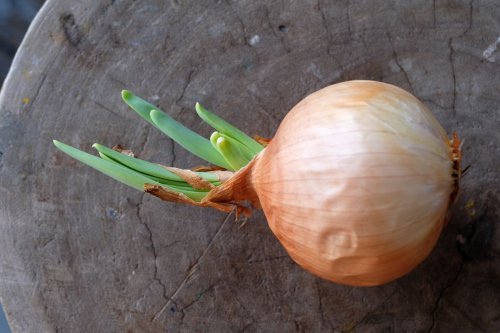 Apakah Bawang Bertunas Aman Dimakan? Ini Penjelasan Ahli