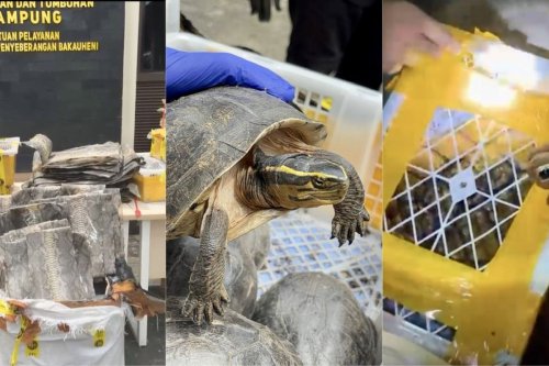 Tim Gabungan Gagalkan Penyelundupan 32 Kura-kura dan Kulit Ular Piton di Bakauheni