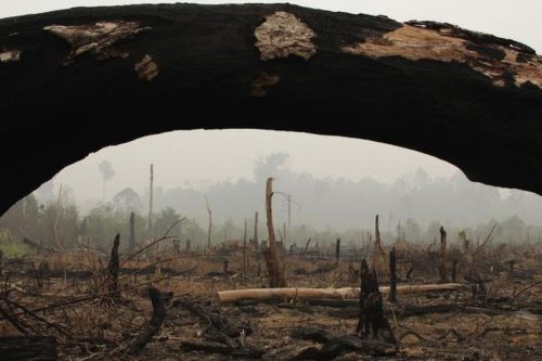Mengenal Taman Nasional Tesso Nilo, Rumah Gajah Sumatra yang Terjepit Perkebunan Sawit dan Perebutan Lahan