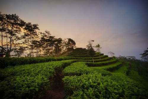 Top 5+ Destinasi Wisata Alam di Kulon Progo, Disertai Rute dan Harga Tiket Masuknya