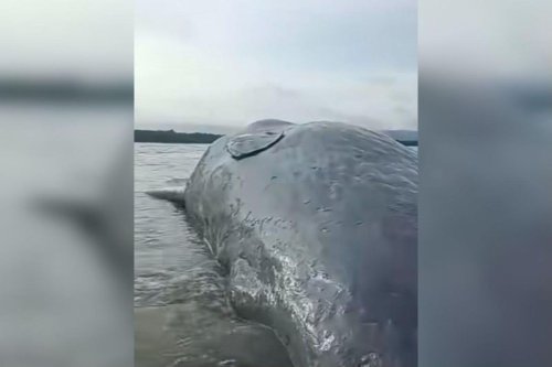 Paus Sepanjang 10 Meter Terdampar di Pantai Totobo Kolaka, Kondisi Sudah Mati