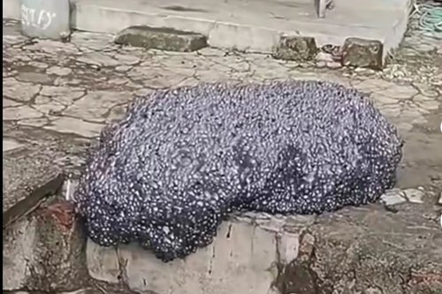 Busa Hitam Misterius di Subang Ternyata Berasal dari Pabrik di Karawang