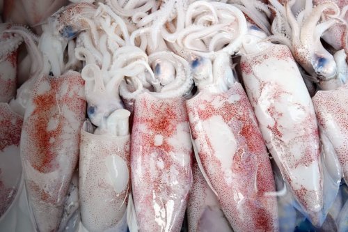 Cara Membersihkan Cumi agar Lezat Saat Dimasak