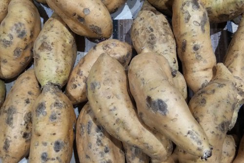 Kenapa Ubi Cilembu Lebih Manis Saat Dipanggang? Ini Penjelasan dari Pakar IPB