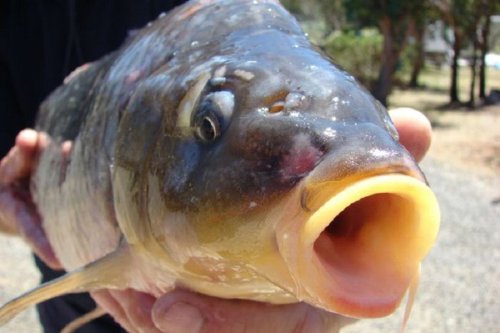Jangan Sampai Tertipu di Pasar, Ini Tips Memilih Ikan Gurame Segar