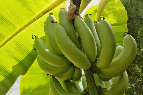 Top 5+ Bagian Pohon Pisang yang Bisa Dimakan Selain Buahnya