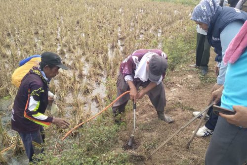 Cara Basmi Hama Tikus secara Efektif di Kulon Progo, Geropyokan dan Emposan