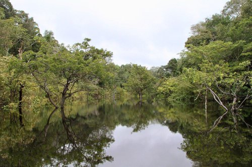 Wisata Hutan Amazon Brasil, Ini Ragam Aktivitas yang Bisa Dicoba
