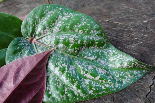 Manfaat Daun Sirih Merah untuk Kesehatan yang Sudah Terbukti Secara Ilmiah