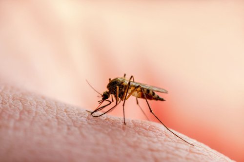 BRIN Kembangkan Sistem AI untuk Diagnosis Malaria, Tingkatkan Akurasi Pemberantasan Penyakit