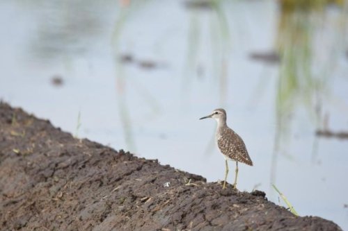 Alasan Burung dari Rusia dan China Bermigrasi ke Tulungagung dan Trenggalek
