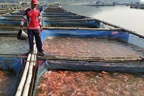 Berkah Petani Ikan di Waduk Gajah Mungkur, 1,5 Ton Nila Diborong untuk Malam Tahun Baru 2026
