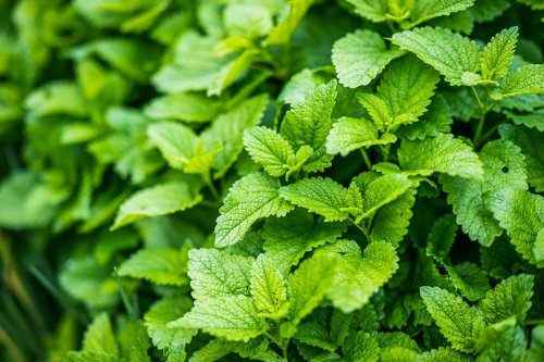 lemon balm, Lemon balm, teh lemon balm, Teh lemon balm, manfaat teh lemon balm, Alasan Teh Lemon Balm Jadi yang Terbaik untuk Relaksasi dan Kesehatan Mental