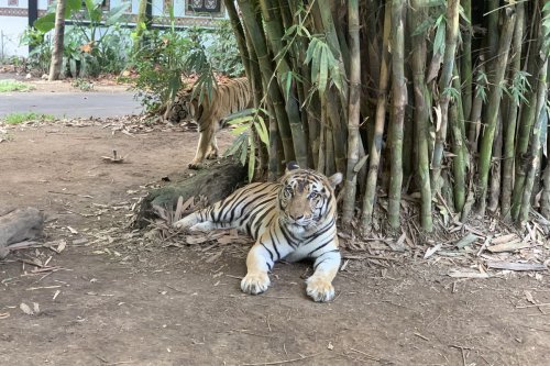 Awas Keliru, Ini 3 Perbedaan Taman Safari Bali dan Marine Safari Bali