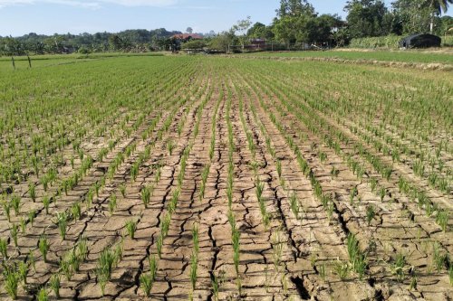 Musim Kemarau, BMKG, Jawa Tengah, puncak musim kemarau, 7 Wilayah Mulai Musim Kemarau Awal April 2026, Kapan Puncaknya?
