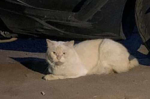Pemilik Jadi Korban, Damkar Blitar Turun Tangan Evakuasi Kucing Putih Galak