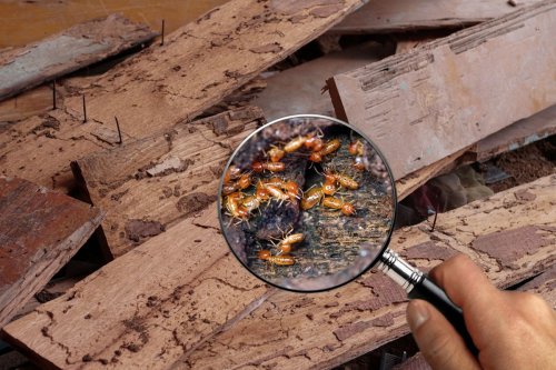 Tak Terlihat tapi Merusak Rumah, Begini Cara Mendeteksi Rayap sejak Dini
