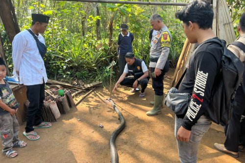 Abah Ocang Tewas Usai Duel dengan King Kobra, Ini Kronologinya