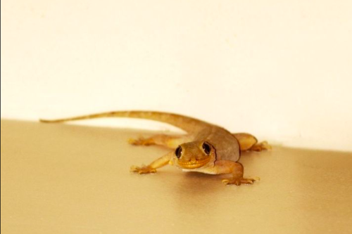 Top 9+ Cara Mengusir Cicak di Rumah, dari Bahan Alami hingga Jasa Pest Control
