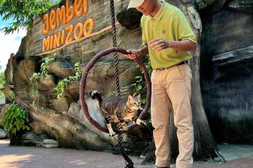 Jam Buka dan Harga Tiket Masuk Jember Mini Zoo, Bisa Lihat Atraksi Kucing