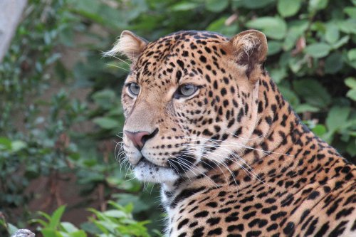 Pencarian Macan Tutul Lembang Park &amp; Zoo Dihentikan, Dipastikan Masuk Hutan Tangkuban Parahu