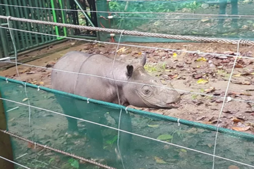 badak Kalimantan, Pari Mahulu, Suaka Badak Kelian, Mahakam Ulu, Pari Mahulu, Badak Kalimantan Terakhir akan Jalani Program Bayi Tabung