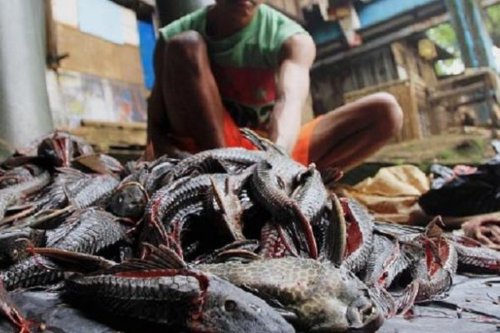 Ikan Sapu-Sapu Tinggi Protein, Peneliti BRIN Ungkap Syarat Mengonsumsinya