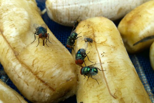 Cara Usir Lalat Buah di Dapur Pakai Bahan Alami