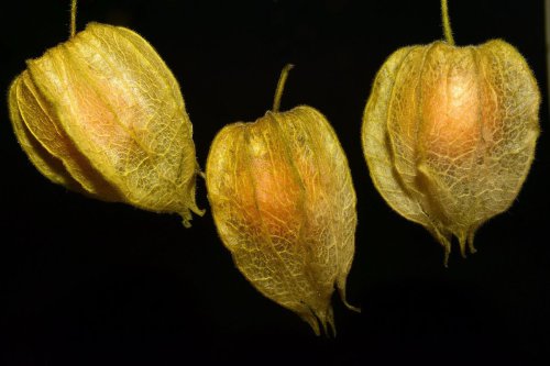 Cara Mengolah Ciplukan untuk Menurunkan Darah Tinggi, Ini Bahannya!