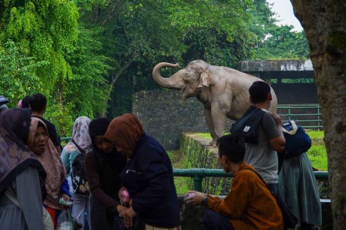 Taman Margasatwa Ragunan, Ragunan, kereta gantung, rano karno, ragunan, revitalisasi ragunan, Ragunan Mau Direvitalisasi, Bakal Punya Kereta Gantung?