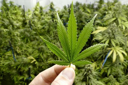 Buron 10 Tahun, Terpidana Kasus 355 Kilogram Ganja Akhirnya Ditangkap di Aceh