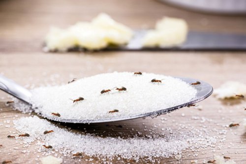 Jenis-Jenis Semut yang Sering Ditemui di Rumah, Mengapa Bawang Putih Tidak Selalu Ampuh?, Cara Efektif Mengusir Semut Menurut Pakar, Bolehkah Makanan yang Disemuti Dimakan?, Benarkah Bawang Putih Bisa Usir Semut? Pakar UGM Jelaskan Cara yang Efektif