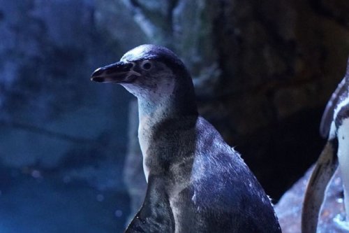 2 Bayi Penguin Humboldt Lahir di Jakarta Aquarium &amp; Safari
