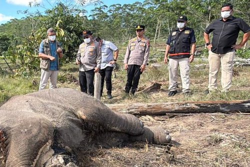 Kronologi Anak Gajah Ditemukan Mati Membusuk di Taman Nasional Tesso Nilo