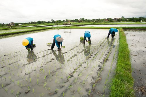 Top 30+ Contoh Ucapan Hari Tani Nasional 2025 yang Penuh Makna