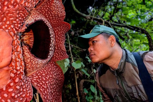 Top 6+ Tempat yang Bisa Dikunjungi untuk Lihat Bunga Rafflesia yang Mekar