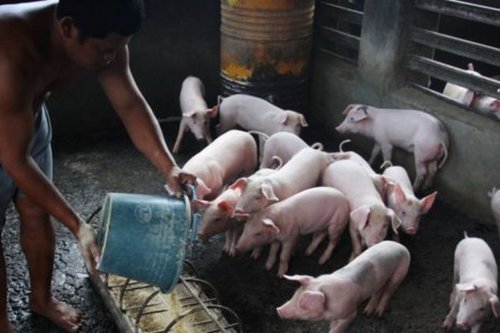 Istilah Makanan Mengandung Unsur Babi yang Perlu Diketahui, Cek Sebelum Beli