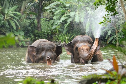 Sejak 1 Januari 2026, Atraksi Gajah Tunggang di Bali Resmi Dihentikan