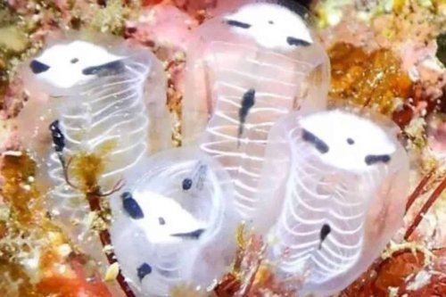Penyelam Temukan Spesies Laut Mirip Kerangka Panda di Jepang, Ini Fakta Ilmiahnya