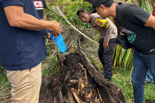 Kronologi Penemuan Kerangka dalam Batang Pohon Aren di Sergai dan Dugaan Identitasnya