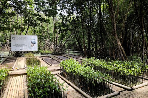 Cara Berkunjung ke TWA Angke Kapuk, Bisa Langsung Datang