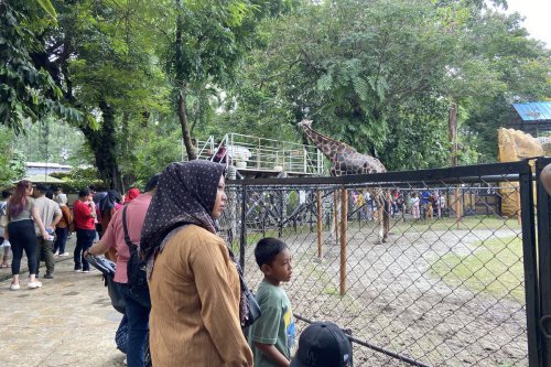 Jadwal &ldquo;Feeding Time&rdquo; Singa di Kebun Binatang Surabaya Saat Libur Nataru 2025/2026