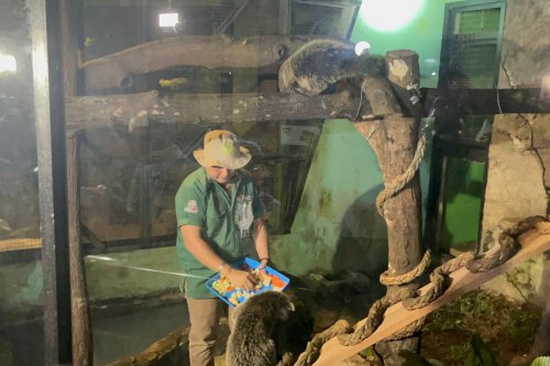 Wisata Malam Ragunan Tetap Buka Saat Libur Tahun Baru, Cek Harga Tiketnya