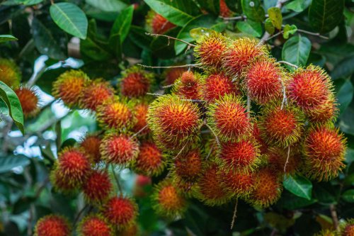 Musim Rambutan Jatuh di Bulan Apa? Ini Jadwal Panen Buahnya!