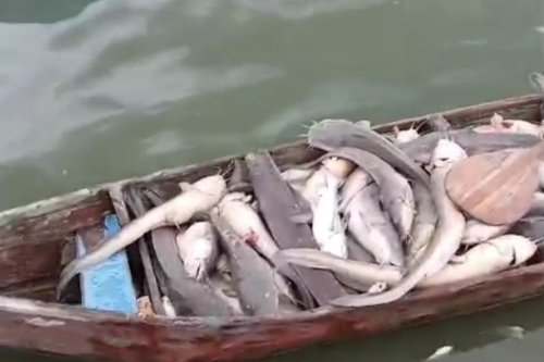 4 Dugaan Penyebab Ribuan Ikan Mati di Perairan Sayung Demak, Apa Saja?
